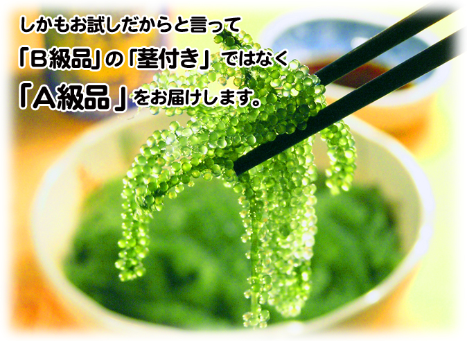 ���֤ɤ�����Ǥ�A����