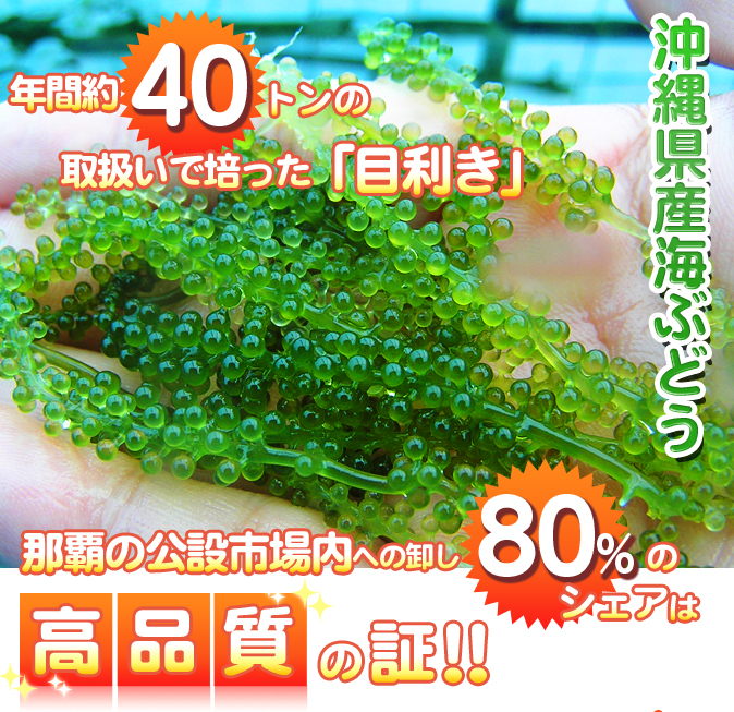 那覇の公設市場への卸し80%のシェアは高品質の明かし